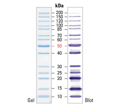Маркеры молекулярной массы белков, неокрашенные, PageRuler, 10-200 кДа, для SDS-электрофореза и вестерн-блоттинга, Thermo FS