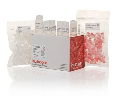 Набор PureLink Quick Plasmid Miniprep Kit, Thermo FS Набор PureLink Quick Plasmid Miniprep Kit, Thermo FS